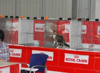 /album/a95%c2%aa-y-97%c2%aa-exposiciones-felinas-asfe-malaga-18-y-19-de-octubre-de-2014-nala-de-schefle-excelente-1%c2%aa-6-meses/cymera-20141026-180353-jpg/