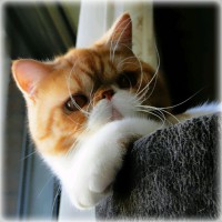 /album/machos/a20140928-145555-jpg/