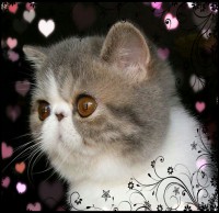 /album/hembras/a20140205-095539-jpg/