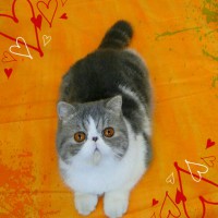 /album/hembras/a20140901-124918-jpg/