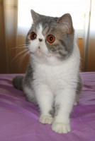 /album/hembras/lia-jpg/