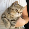 /album/la-petite-coquette-de-granatensis-exotica-brown-tabby-blotched/a11282882-870658909672661-1337670589-n-jpg1/