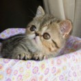 /album/la-petite-coquette-de-granatensis-exotica-brown-tabby-blotched/a11236348-388782867975864-803188061-n-jpg1/