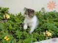 /album/hembra-exotica-bicolor-brown-tabby-disponible/a09-13-11-53-33-jpg/
