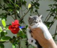 /album/hembra-exotica-bicolor-brown-tabby-disponible/picsart-09-12-12-45-29-jpg/