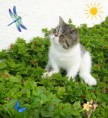 /album/hembra-exotica-bicolor-brown-tabby-disponible/picsart-09-13-11-43-08-jpg/